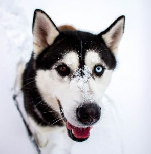 Hundeschlittentour im Yukon